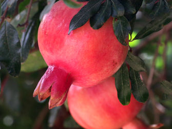 Pick your own Fruit this Sukkot at Gimzo!