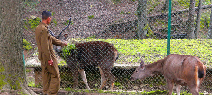 Himalayan Nature Park, Kufri, Shimla