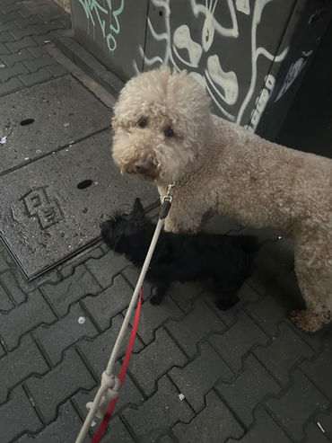 Куче на повод готово за разходка в София