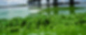 AP_algae_emergency_03_as_160704_12x5_160