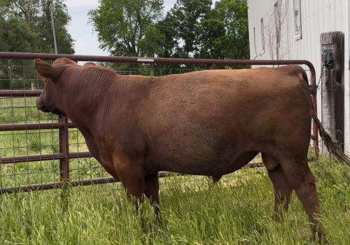 Farm Photos 1.0 (500 × 350 px) (22)