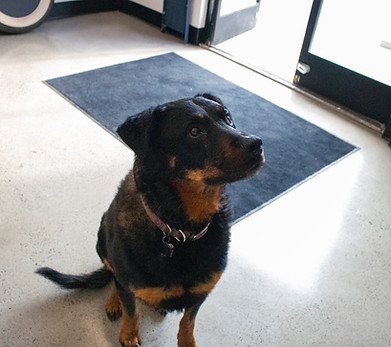 Callie head of HR (Hugs & Rottweiler)