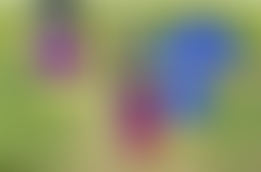 REPS MAKE A STATEMENT ON DAY 4