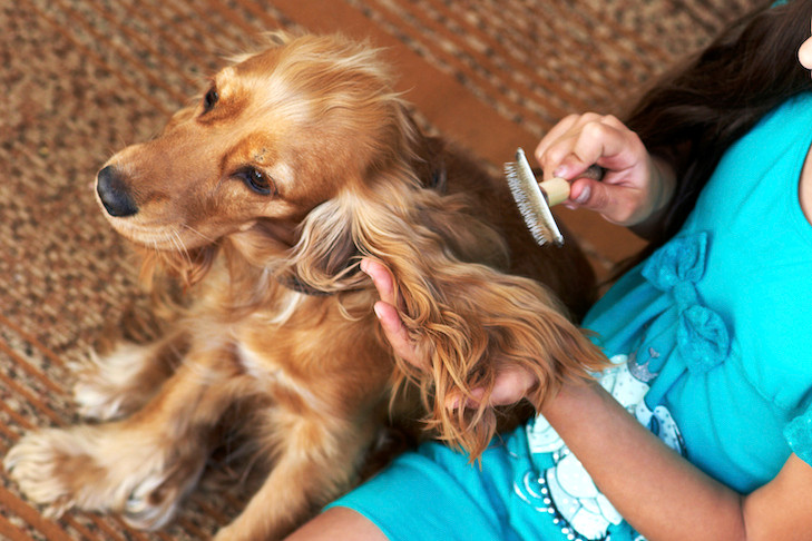 Healthy Skin tips for Dog Owners