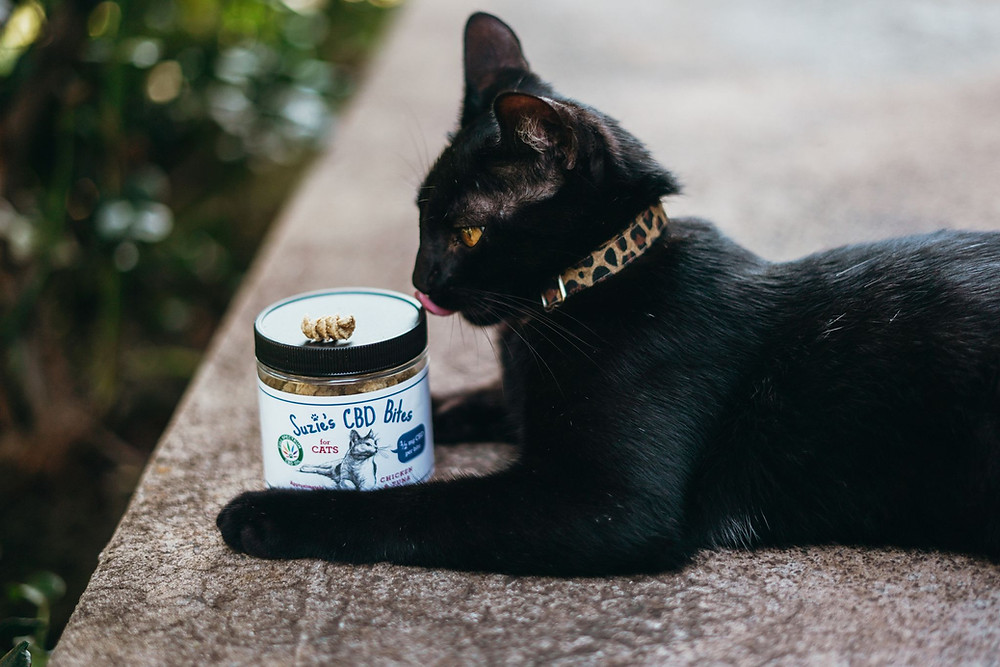 small cat with holistic cbd cat treats in it's paws