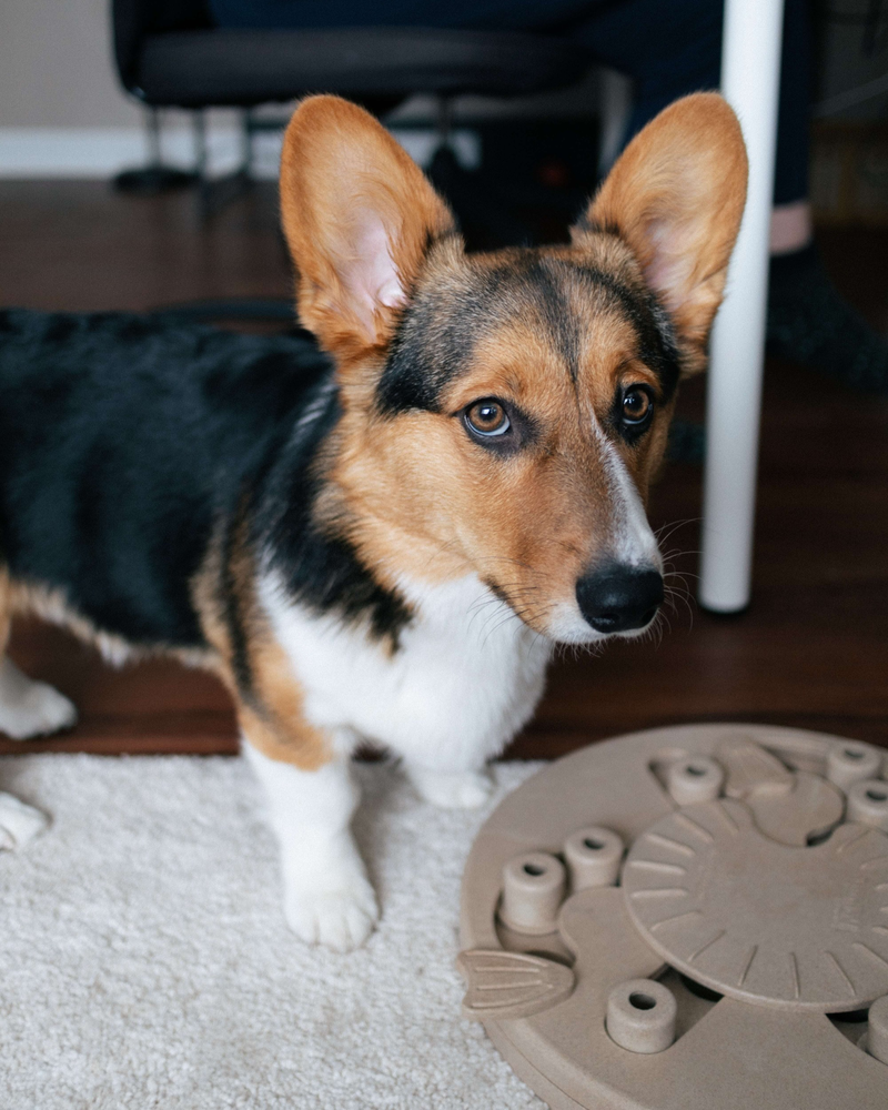 How to Calm a Restless Senior Dog at Night? Susie’s CBD Treats