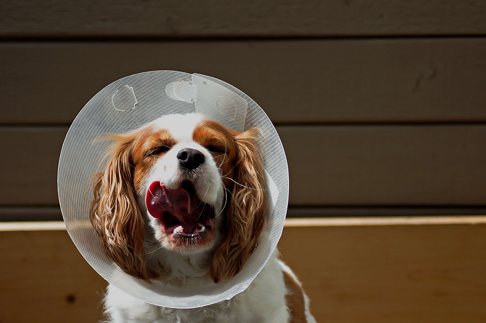 dog after surgery in a cone