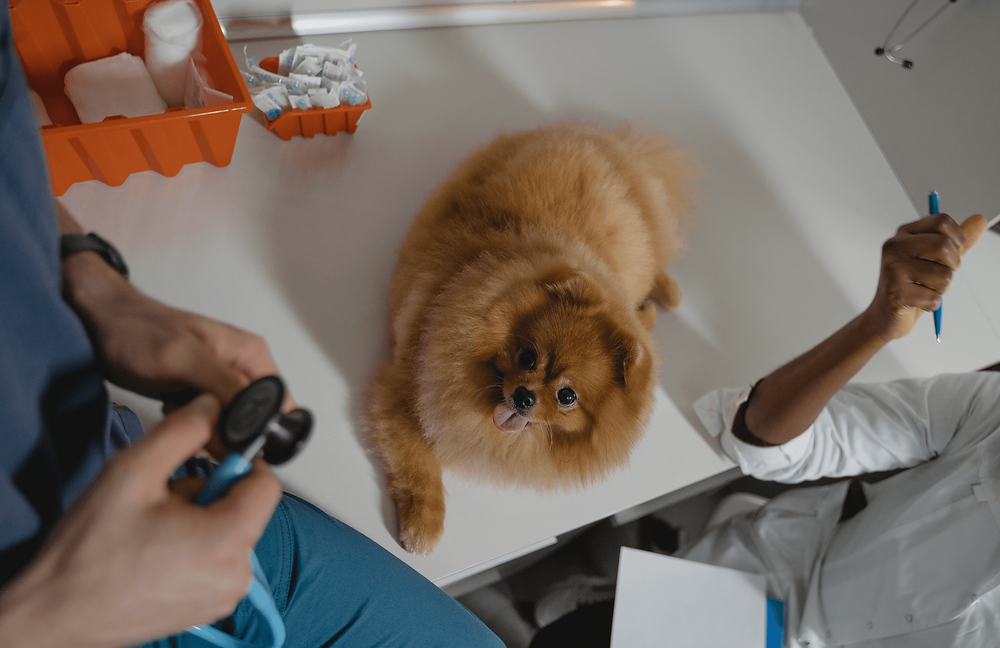 toy breed dog at vet