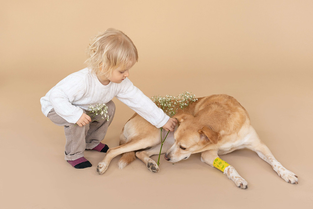 little boy helping dog to recover after surgery