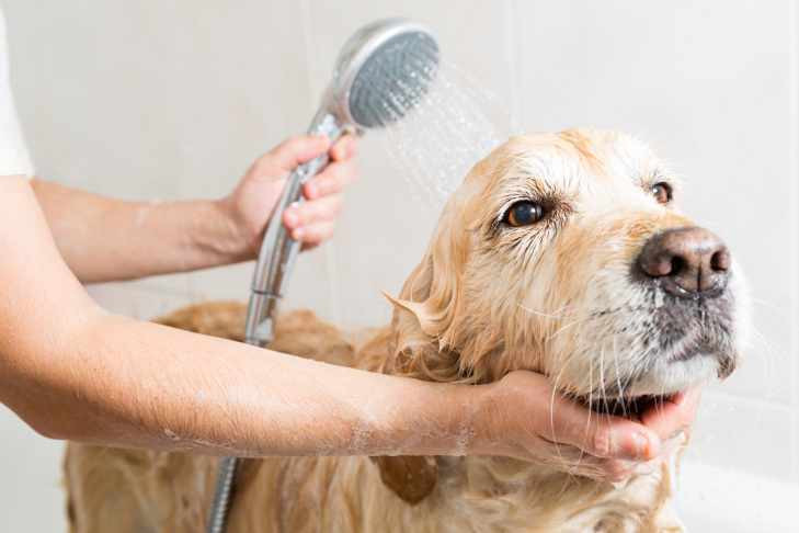 Golden Retriever Getting a Bath