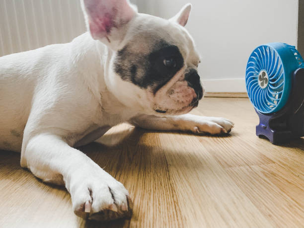 dog cooling off