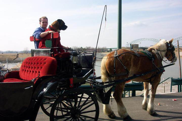 dog allowed on carriage ride new orleans