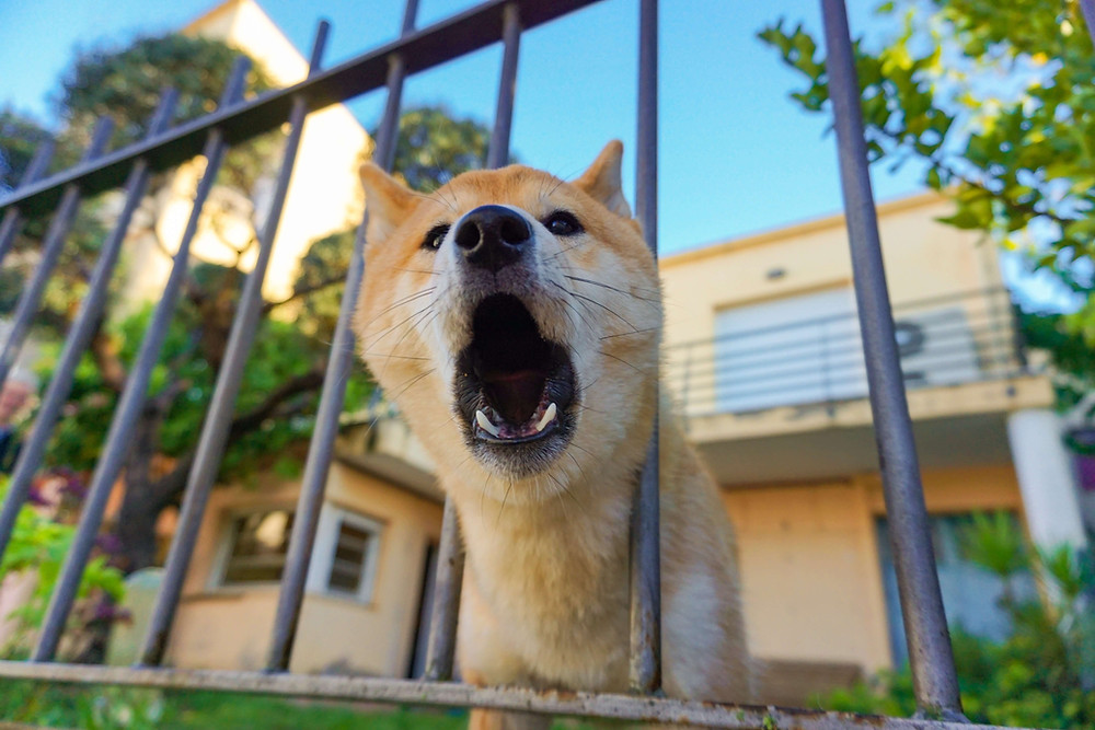 dog barking at neighbors
