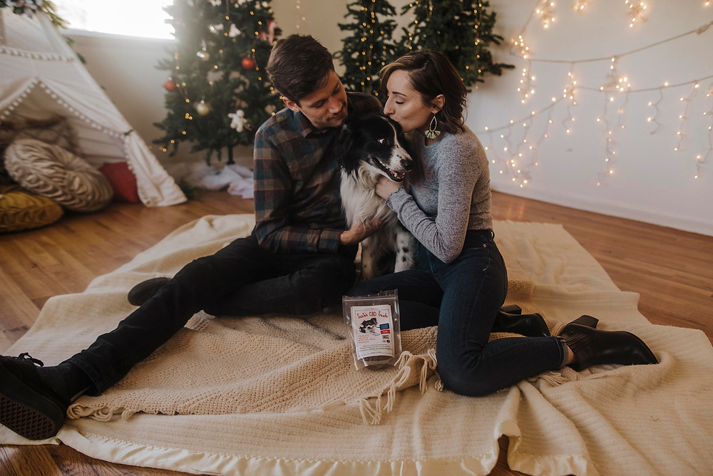 Border Collie feels better and stress-free taking CBD soft chews.