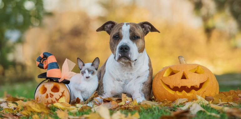 American Stafford and Siamese kitten feeling thrilled after getting their natural treats on Halloween.