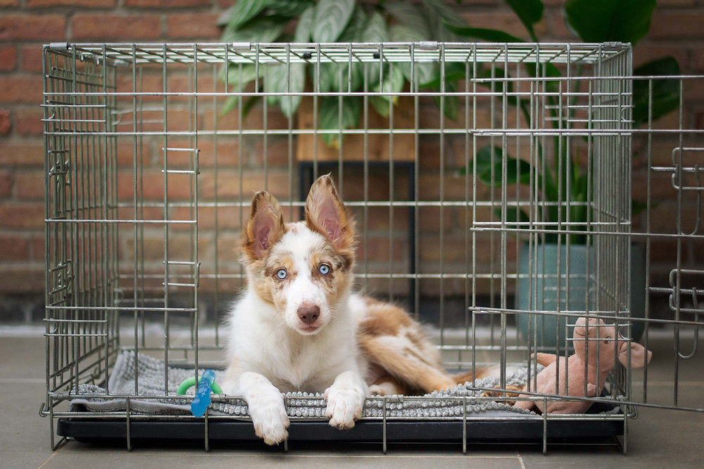 Blue eyed Australian Shepherd in a carrier.