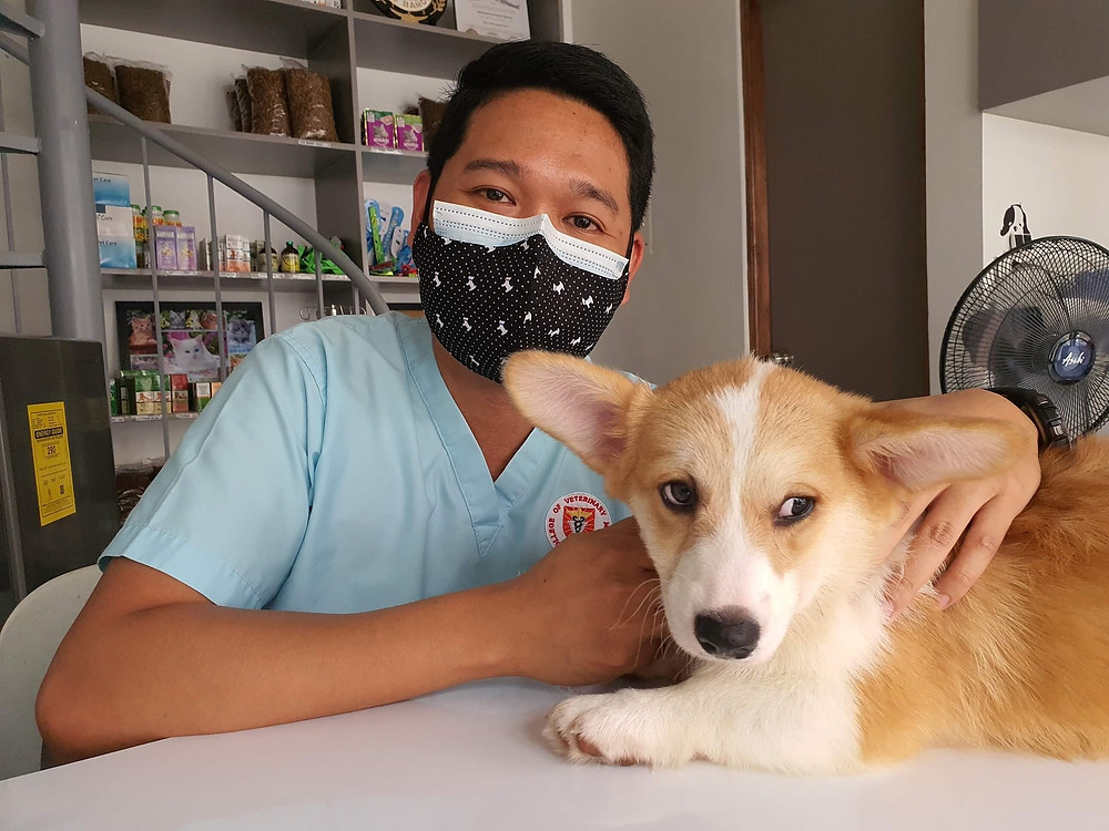 veterinarian helps provide dog depression treatments