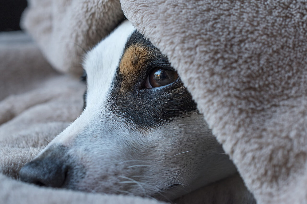 elderly dog acting afraid under blanket