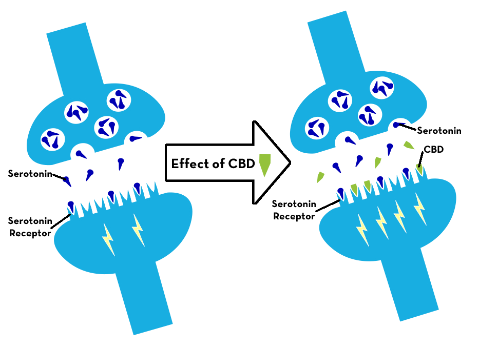 CBD binding to serotonin receptors in the brain infographic.