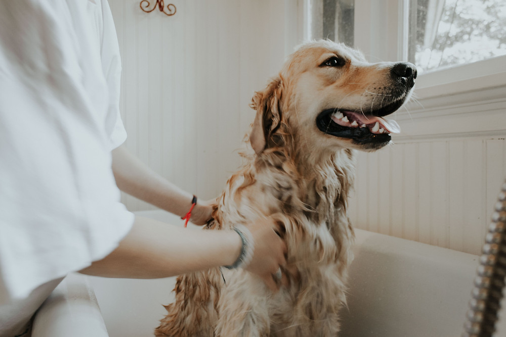 CBD can help keep your dog calm during baths after boarding