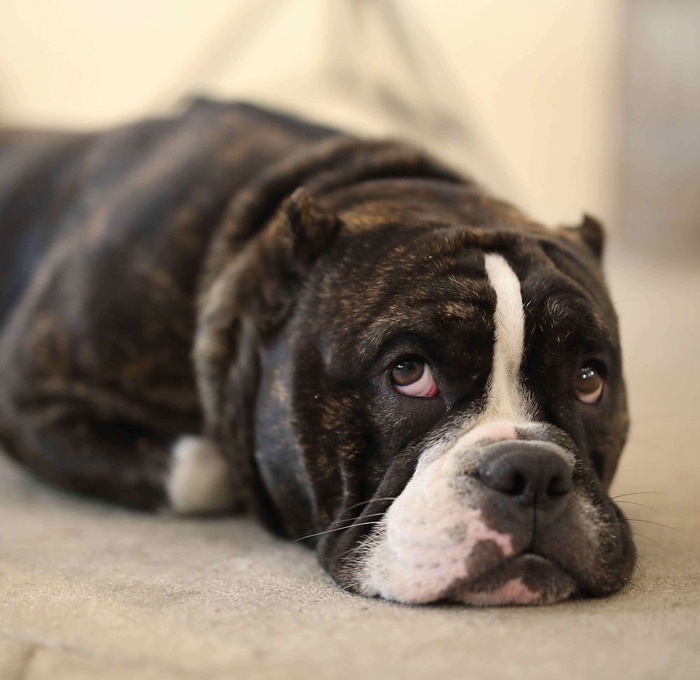 a depressed dog that is sleeping too much