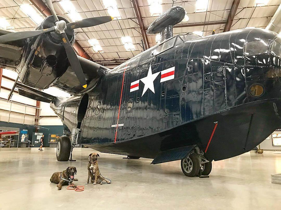 dogs at dog friendly pima air museum