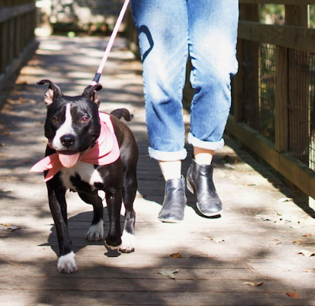 10 Tips for Welcoming a Newly Adopted Dog Home