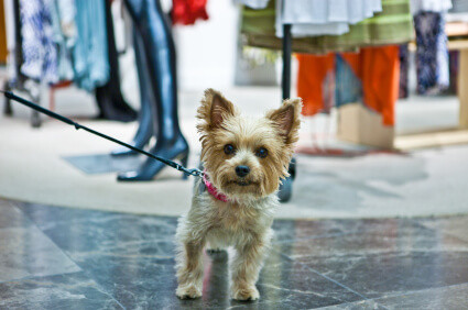 dog friendly stores at denver 16th street mall