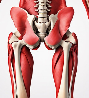 anatomical view of the lower hip bones a