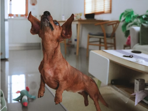 Calming Fido: How to Calm Your Dog and Help Eliminate Overexcited Behavior