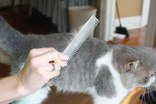 cat-comb-fur-2