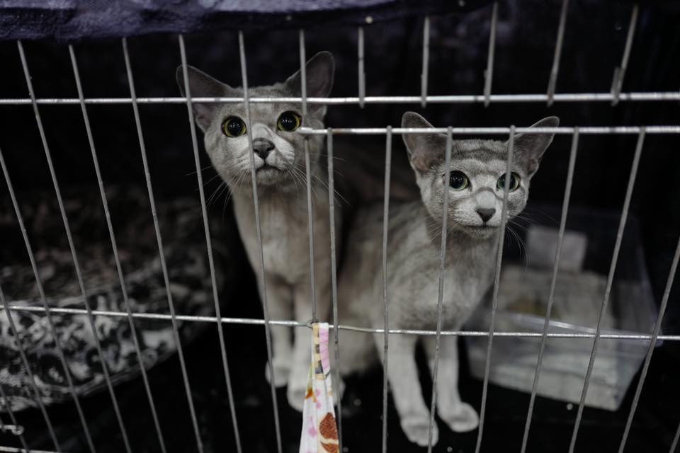 olga baranova russian blue