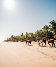 Horse riding on the beach