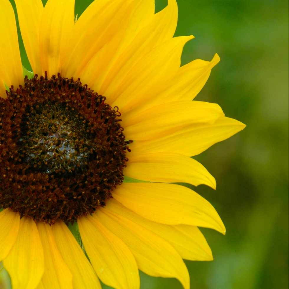 Helianthus  - O Girassol no tratamento homeopático