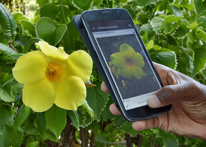 Technologie | Reconnaître les plantes que vous croisez grâce à une application mobile, c’est possibl