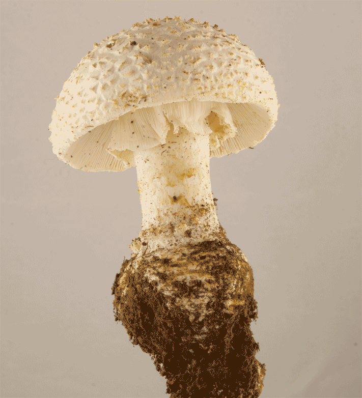 3D fungi mushrooms