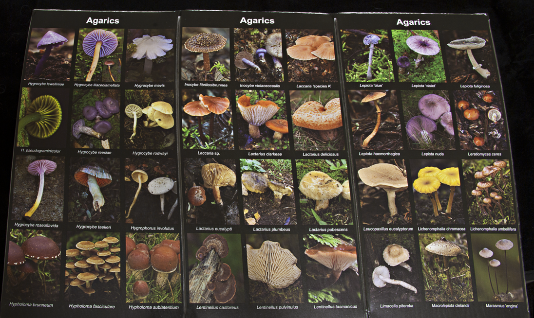Fungi Flip (inside view)