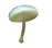 Web_Mycena_interrupta_lightb_16042021.png