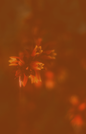online therapy for grief midlife depression.png
