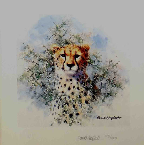davidshepherd-cheetah-cameo-large.jpg