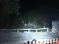 IMG_4839.JPEG