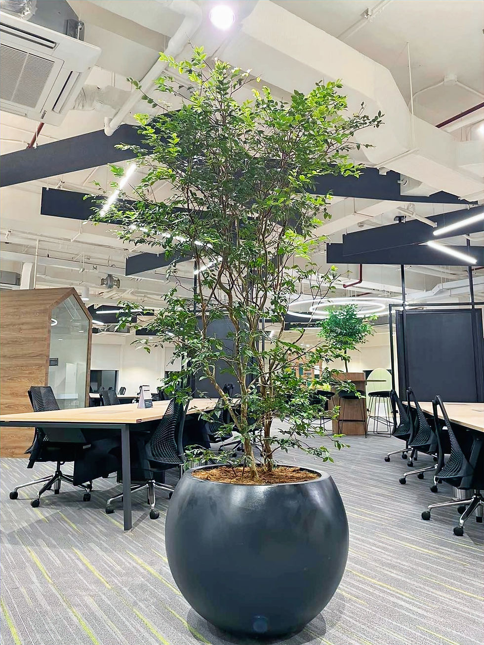 Eye-level view of a healthy office plant in a modern workspace