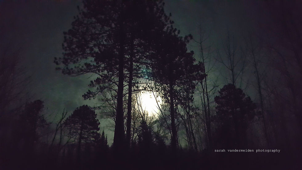 A glorious full moon lights up the night sky silhouetted by forest trees.