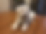 ücretsiz kedi sahiplendirme ilanları arasında üçüncü sıradaki ikon