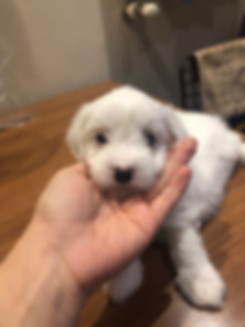 kedi sahiplendirme ilanları