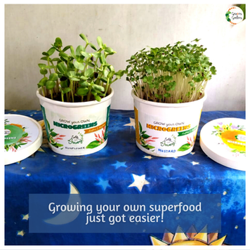 Grains to Greens grow kits