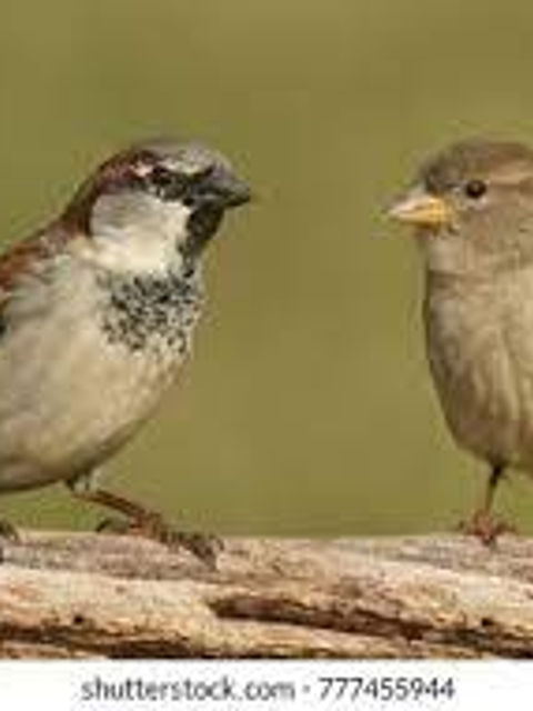 Male and female sparrow. Source: Google free image