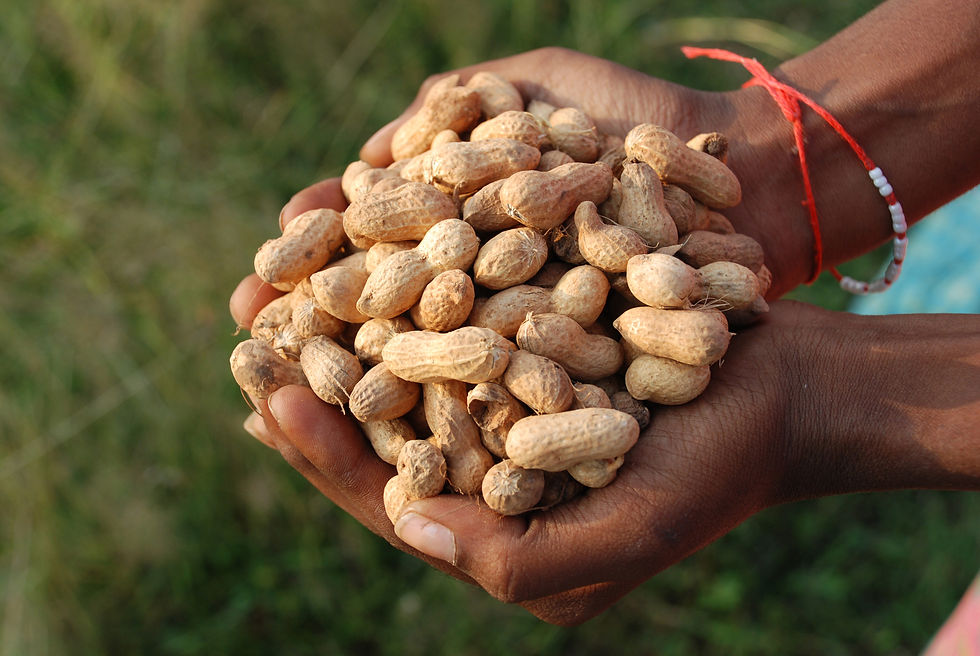 closeup-shot-of-a-farmer-holding-groundnuts-in-ind-2025-02-02-11-48-20-utc