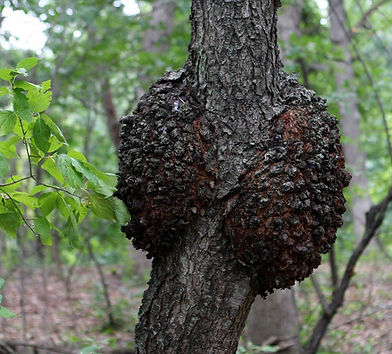tree-care-nj-diseases