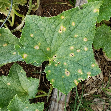 diseases-tree-care-nj